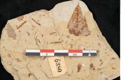 Foto (Detailansicht) von Quercus palaeoilex Ettingshausen (NHMW-GEO-2024-0188-6380)